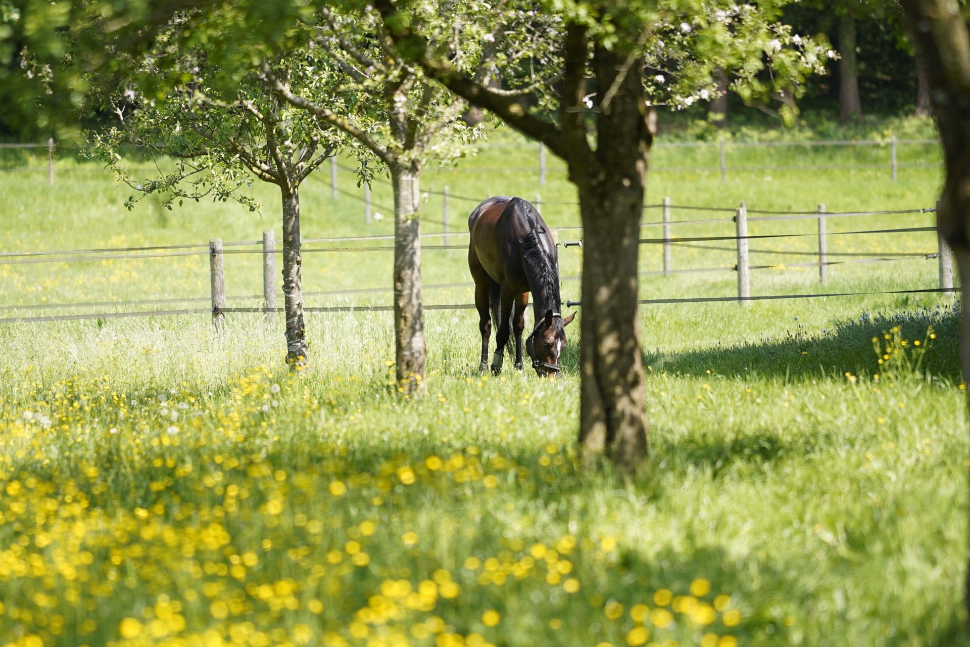 Pferd weidet ruhig auf der Sommerweide — VYRA Mission